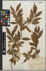Foto von Salix pentandra L.